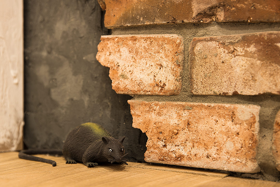 Im Gemäuer versteckte Ratte